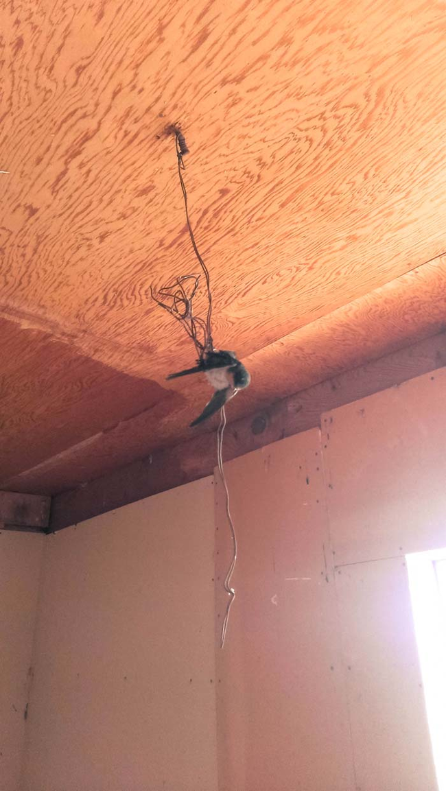 This dead bird was found hanging from the ceiling in one room.