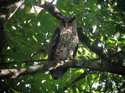 Devil Bird: Also known as "ulama," Sri Lankan folklore believed its shrieking wails were an omen of death. The existence was written off by scientists until 2001 when they identified the spot-bellied eagle owl and noted several matching characteristics, including its shriek.