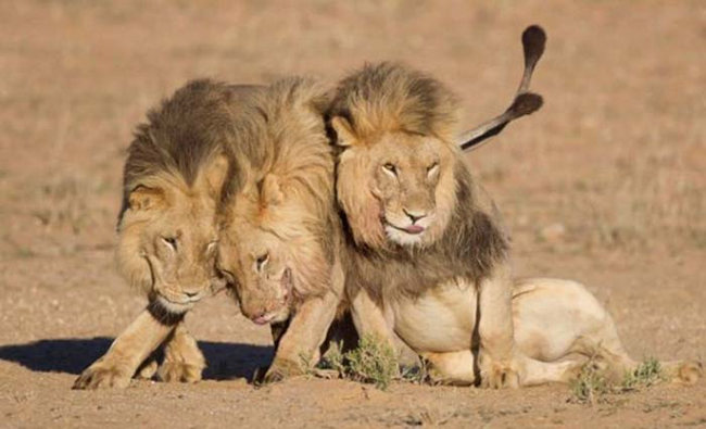 4.) Even young male lions need a good cuddle now and then.