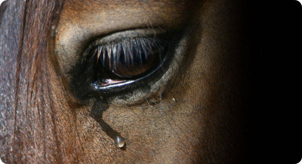 Washington makes horses cry