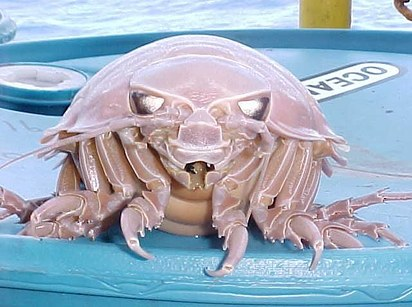 6.) Giant Isopod