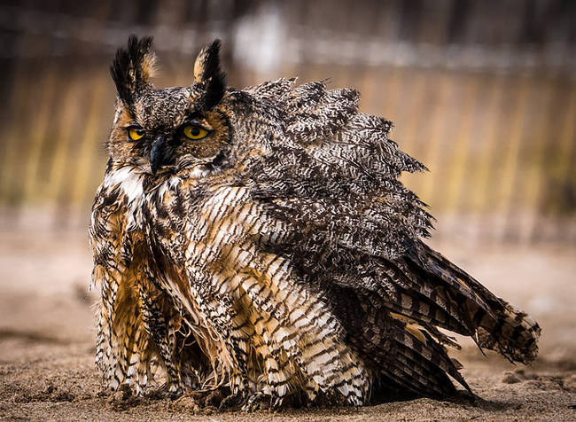 After taking a few moments to dry off, the owl flew away back on his trek for new territory.