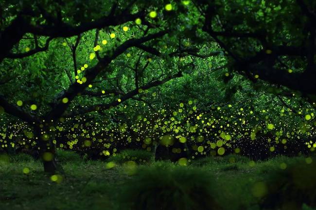 Fireflies