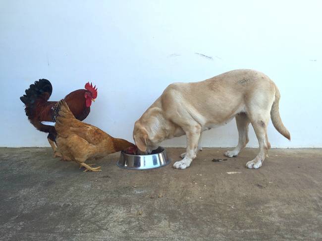 These chickens don't know that this lab showed up at the wrong food bowl.