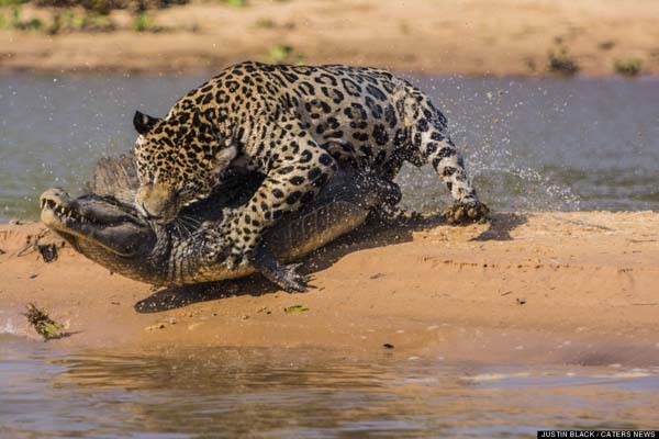 The cat threw the 150lb crocodile in the air like it was a dog toy.