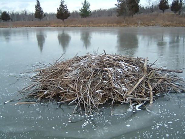 10.) Beaver Lodges: First dams, now lodges, Beavers use severed branches and mud to create a covered enclosure that protects them from predators such as wolves and wolverines.