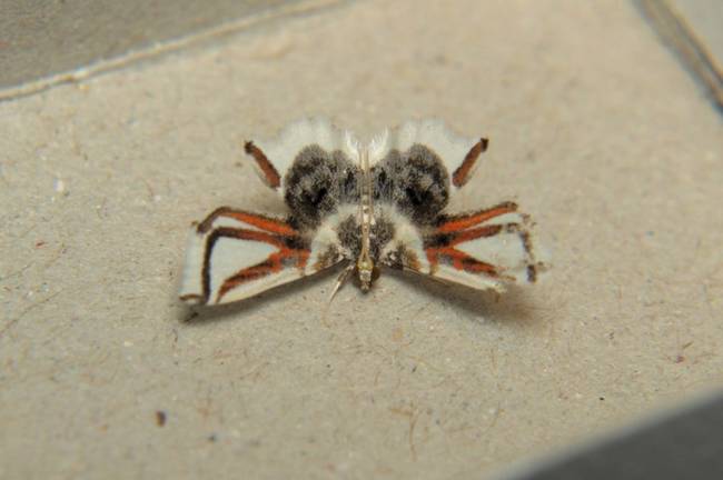 This moth could be mistaken for a spider any day.