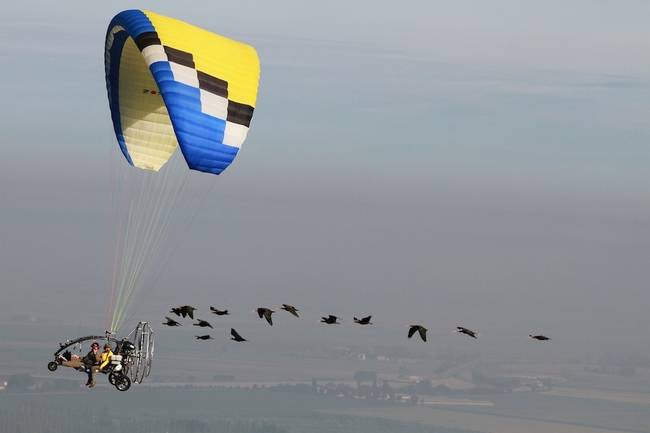 Previously, the project has met with issues of human contact, especially poachers. But with their newest flight path, it's been smooth sailing.