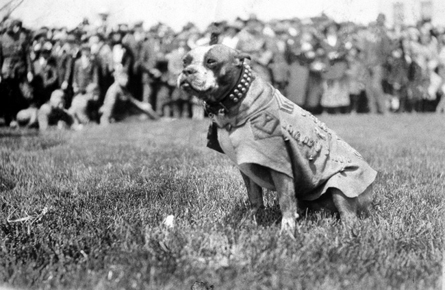 6.) As the only dog during WWI promoted to Sergeant, Stubby saved his regiment countless times from mustard gas, spies, and also comforted the wounded.