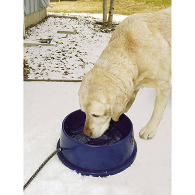 Keep their water bowl from freezing over with <a href="https://www.petco.com/product/113646/KAndH-Thermal-Heated-Dog-Bowl.aspx" target="_blank">heated bowls</a> outside.