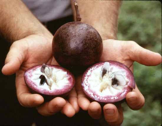 Star Apple