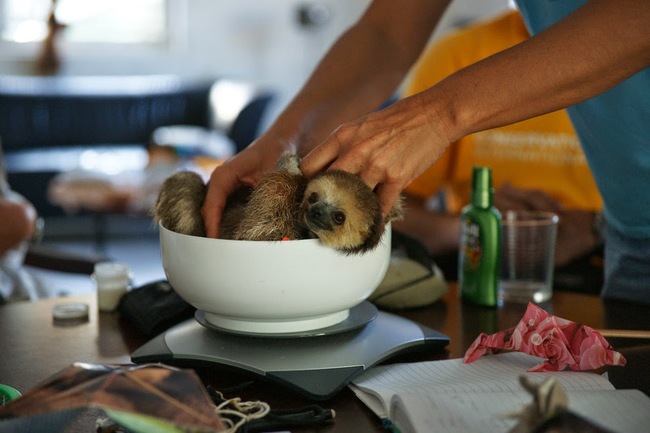 She uses her own home for the non-profit foundation and works to rescue the displaced sloths in Suriname, South America.