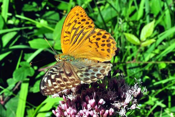 3.) We're beting this Silver Washed Fritillary is super bad at hide and go seek.