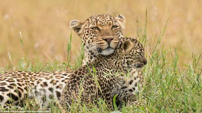 You are a perfect image of your mother, little leopard cub.