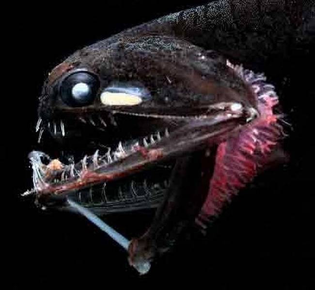 The Anglerfish.