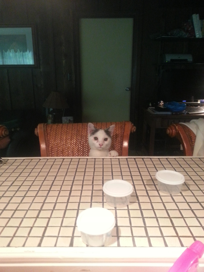 Fully recovered after five months, his proud owner says "he thinks he's people" as he sits up at the kitchen counter.