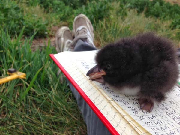 20.) A baby puffin is called a puffling.