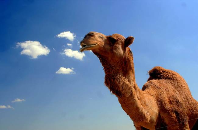 14.) Saudi Arabia imports camels from Australia.