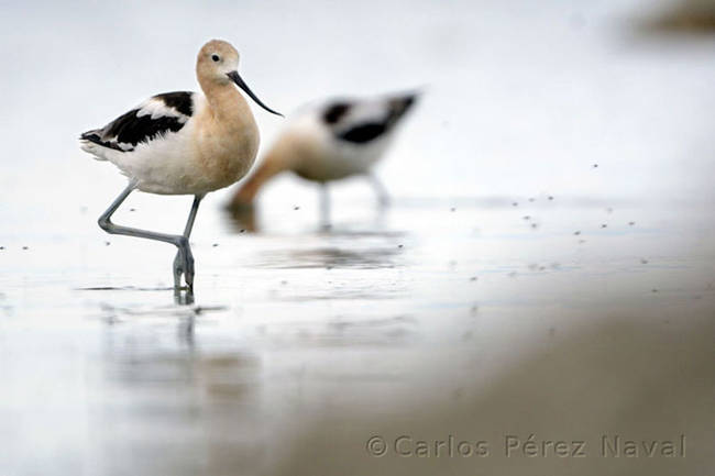 Here are some seaside birds, searching through a beach for a meal. The use of focus in this shot is really nice.