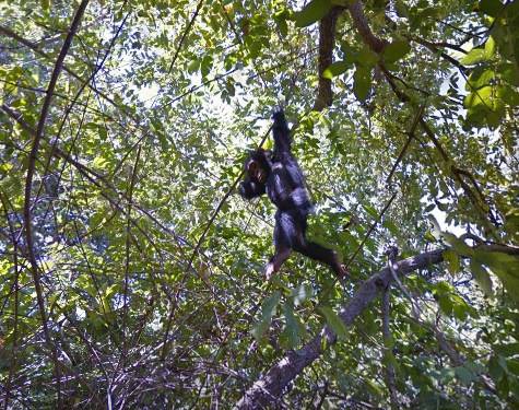 Gombe Stream National Park - Gombe, Tanzania