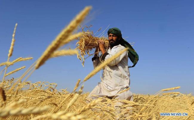 Afghan farmers harvesting wheat.