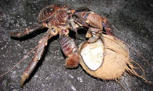 The coconut crab gets its name from their love of eating coconuts.