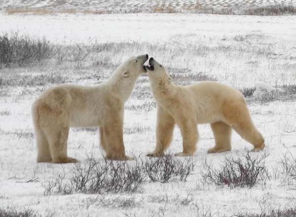 The thin bears are out and ready to head north so they can begin feeding on seals.