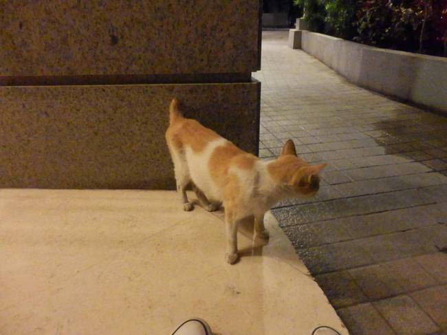 Noticing how skinny she was, the girlfriend decided to buy some cat food.