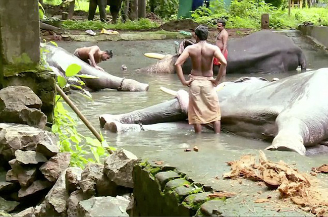 There are over 700 elephants owned by temples and individuals throughout Kerala.