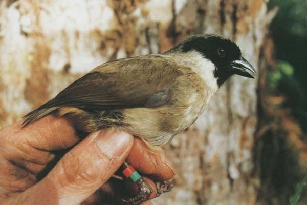 16.) Poʻouli or Black-faced Honeycreeper (2004)