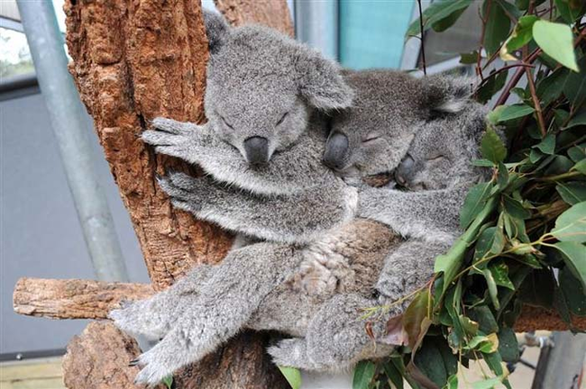 32.) Koalas have cornered the market on cute.