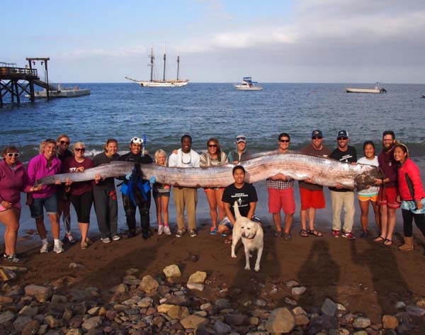 3.) Giant oarfish: This 18 foot-long oarfish was found in California. They are extremely rare and are the largest bony fish species.