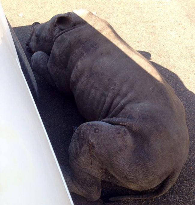 He pulled over and found her severely dehydrated, wounded and in desperate need of shade.