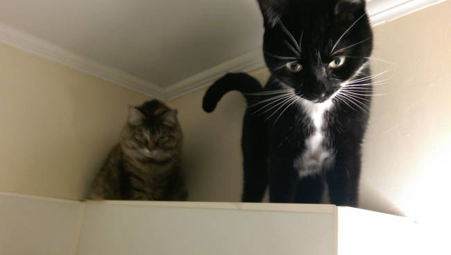 These two are so predictable - they only attack from above.