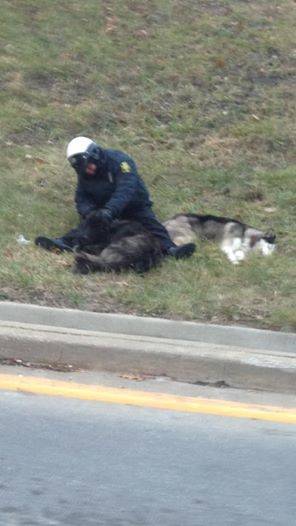 The officer stayed in the cold with the clearly exhausted dogs, keeping them company while they waited for members of the local animal shelter to arrive.