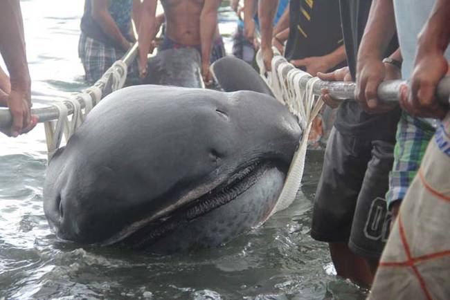 Despite their fearsome appearence, megamouth sharks are not dangerous to humans. They are known as filter feeders, meaning they filter water through their many rows of teeth for plankton and other goodies.