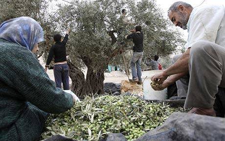 A Palestinian family harvests their olive crop.