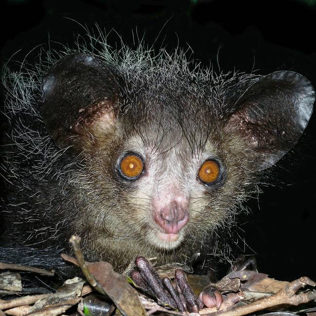 The aye-aye of Madagascar are said to be harbingers of death by locals. These trolls do, in fact, look like the last things you'd see on Earth or the first thing you see in hell. But they are actually perfectly tame and don't even have claws.