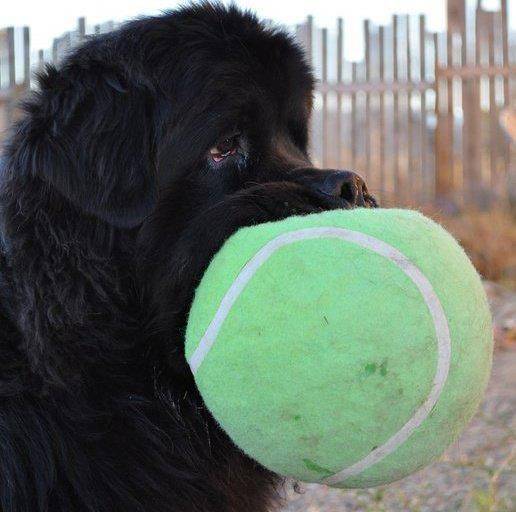 11.) Tiny pup, or ENORMOUS ball?