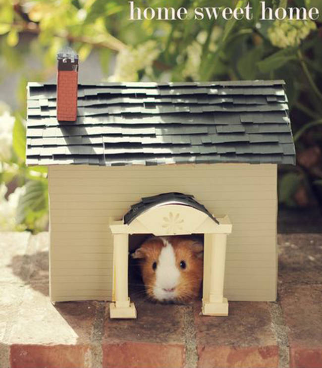 17.) Your guinea pig will love his new <a href="https://media-cache-ak0.pinimg.com/1200x/5f/5b/f8/5f5bf86ed17c6b03ca921320958ed058.jpg" target="_blank">mini house</a>.