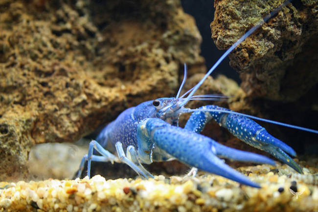 Blue Lobster