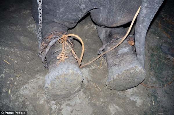 Raju's wounds were constantly open; the spikes on his chains dug into his flesh every day. They oozed and bled.