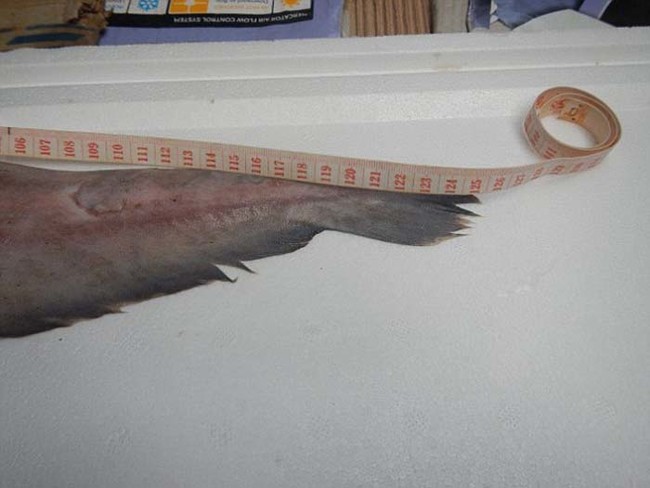 Adult goblin sharks can grow up to 13 feet long, but this particular shark was four feet in length.