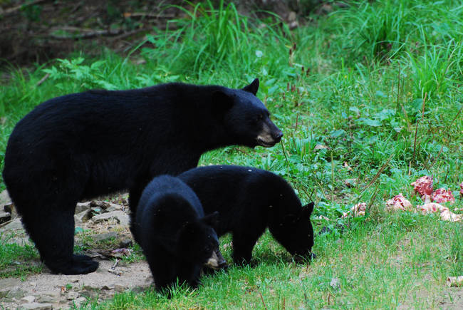 My resolution is to spend more time with my cubs. I work too much, you know? They're only young once. And then we hibernate.