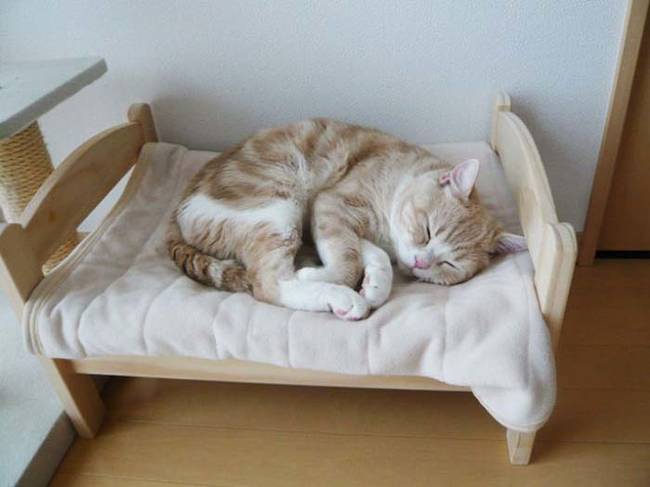 Look at that kitty all curled up in it's human bed! #cutenessoverload