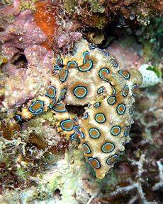 The blue ringed octopus has enough poison to kill 26 grown men. Its neuropoison is 10,000 times more powerful than cyanide.