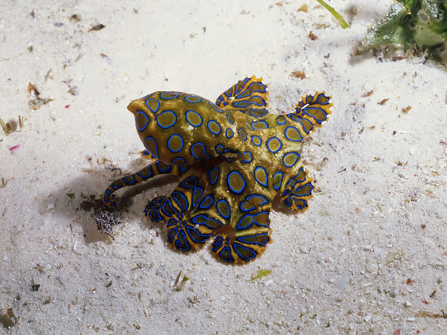 12.) Blue-Ringed Octopus