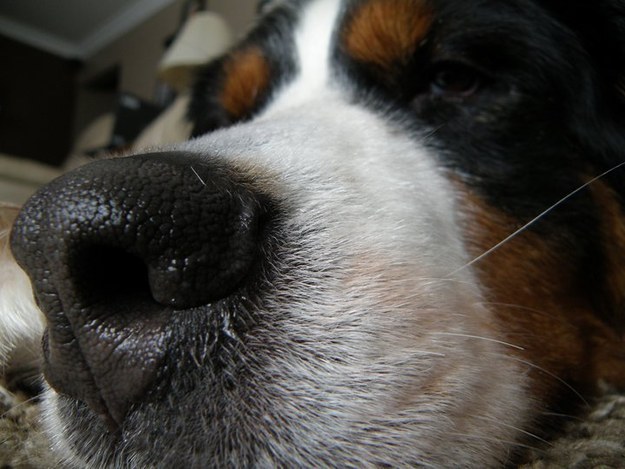 A dog's nose is exactly like a human fingerprint. Seriously, it can be used to prove identity. Good luck sticking a dog’s face in some ink without making the mother of all messes, though.