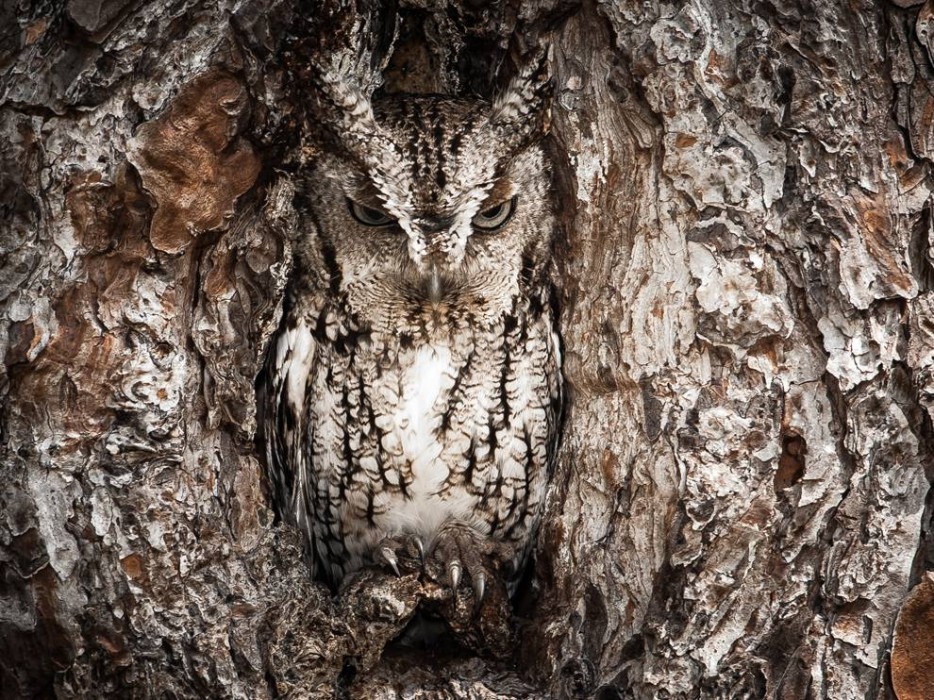 Eastern Screech Owl