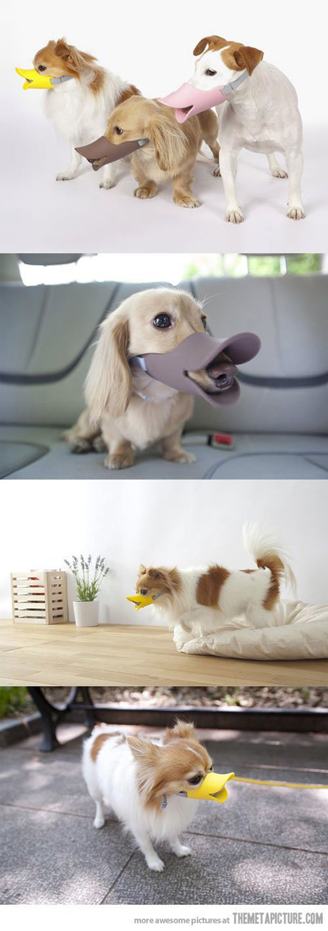 15.) Duck Billed Muzzle